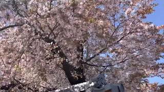 【下関市】大乗寺の桜