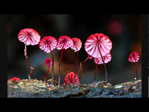 Thatha - Boom Festival 2014 (Dj Set)