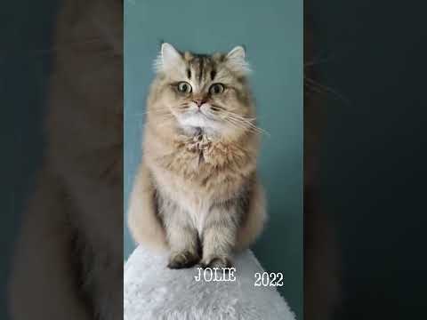 British Longhair Cat The most photogenic cat JOLIE