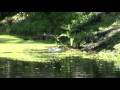 Alligator Video Footage