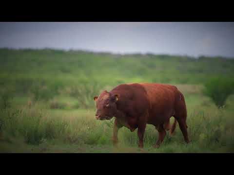 Ganado Angus Rojo - Rancho Las Cuevas