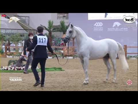 N 117 SAHAB ALNOOF   6th Qatar Nat  Arabian Peninsula HS for individual Owners   Colts 3 Years Old C