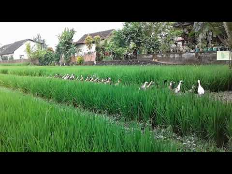 Duck family at Jl. Subak Sok Wayah