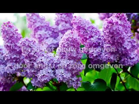 OPwekking 650 Daarom komt er nooit