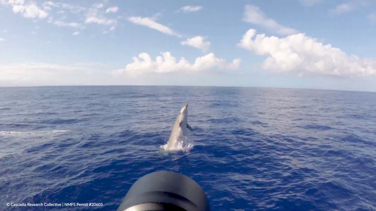 Breaching Blainville's Beaked Whale in Hawaiʻi