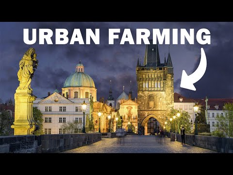 How Does Urban Farming Work in this City?