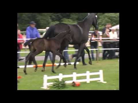 Millenium x Fürstenball Stutfohlen 2017