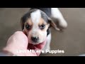 Beagle dogs for sale: Drew - Video 1