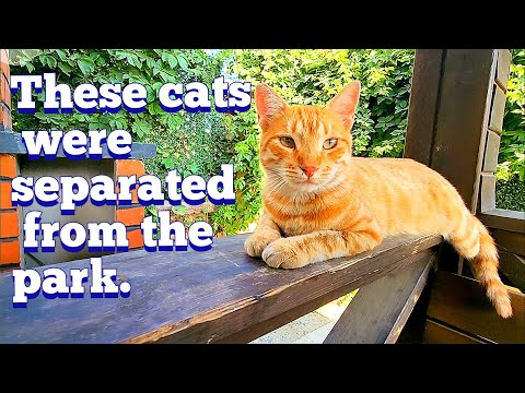 I visited the cats who got separated from the park