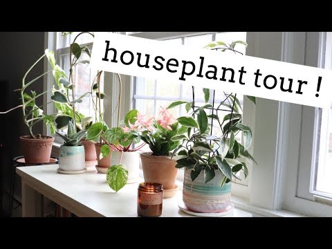 November Houseplant Tour! | Plant Updates! | Part One