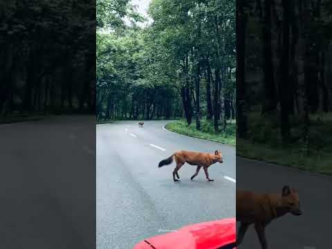 Wild Fox in Kerala Forest 😻🌍"
