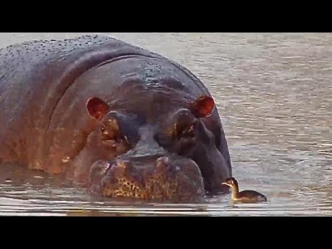 Djuma: Little Grebe and Hippo - 16:55 - 07/08/20