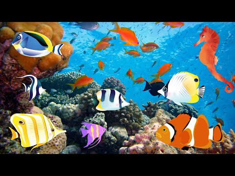 PEIXES COLORIDOS | PEIXES CORAIS RECIFES E TARTARUGA | PEIXES DE AQUÁRIO E DO MAR | PEIXES DO MAR