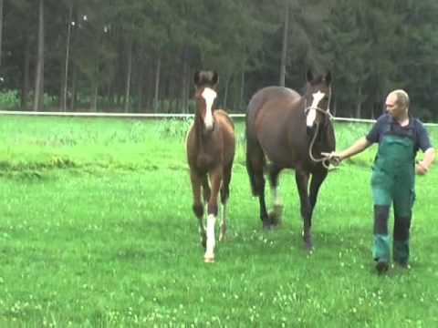 HF2015 Uccello Embassy komplett