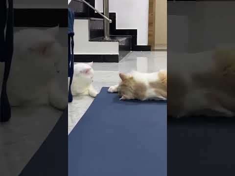 Ponnu munnadi manatha vangurane entha kundu paiyan🐈ShaSha #cat #shorts