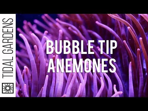 Bubble Tip Anemones
