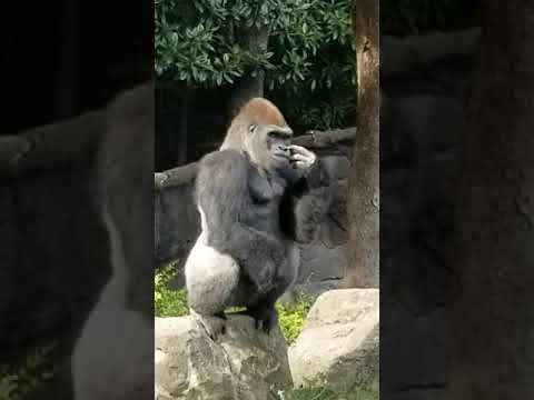 Look at This Gorilla's Abs---Listen as his brother beats chest off-screen