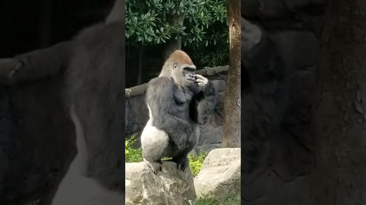 Look at This Gorilla's 
