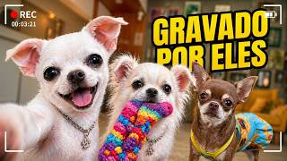 12 HORAS DE ROTINA PELA VISÃO DOS NOSSOS CACHORROS!