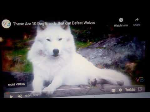 Rladdin part 6 trouble in the maketpalce kaa of house