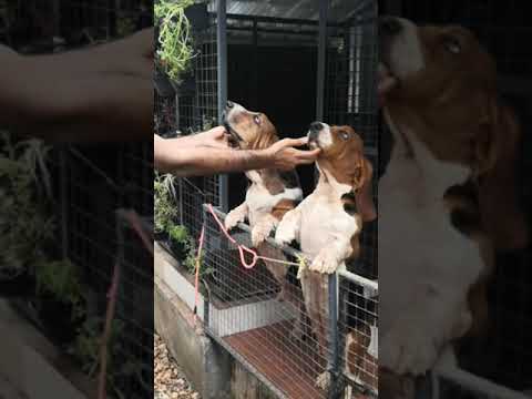 Basset hounds of Kerala