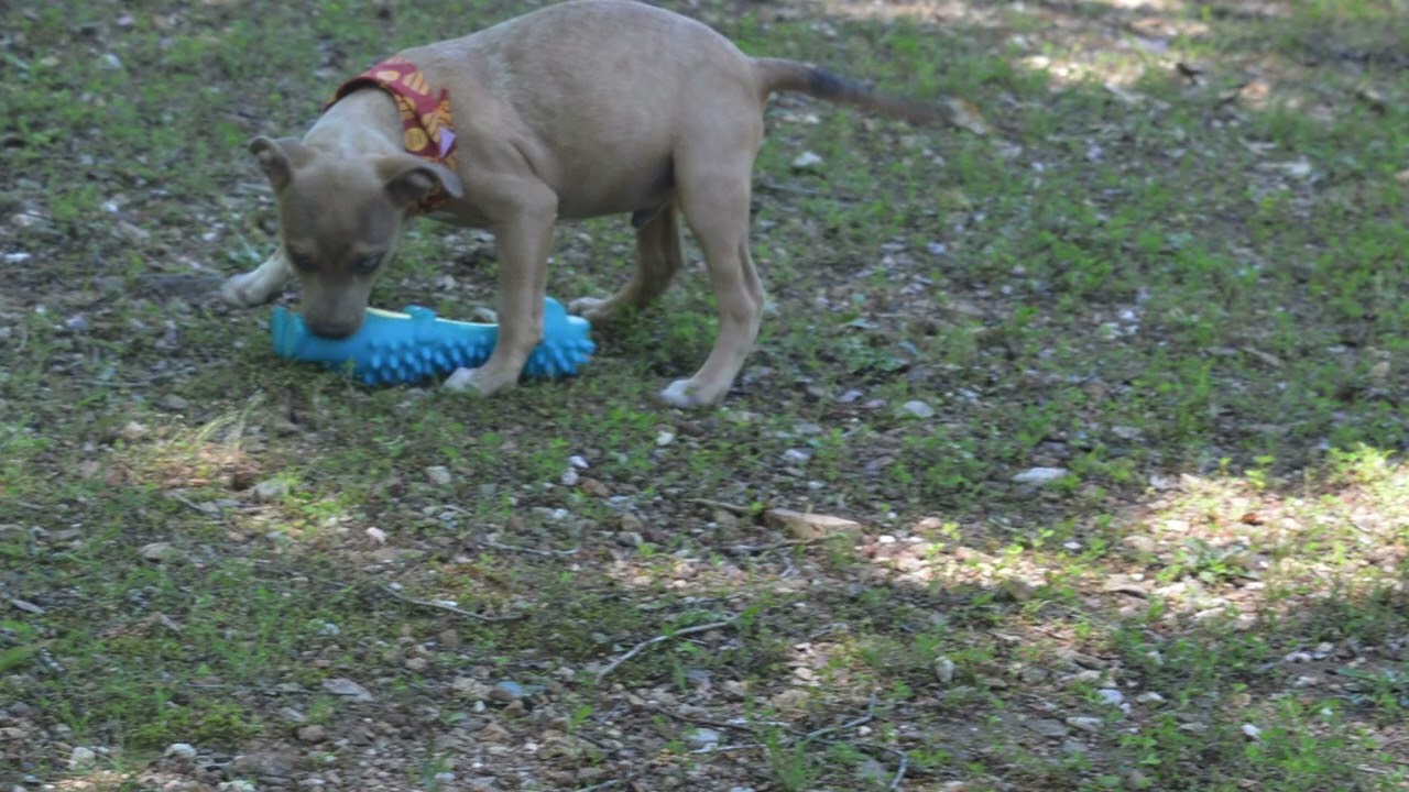 Handsome Batman, an adopted mixed breed in Cumberland, RI video 6/6