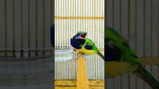 Download lagu SUARA CUCAK CUNGKOK GACOR NEMBAK NEMBAK #birds #shorts #short #cungkokgacor #kicaumania mp3 Download lagu SUARA CUCAK CUNGKOK GACOR NEMBAK NEMBAK #birds #shorts #short #cungkokgacor #kicaumania mp3