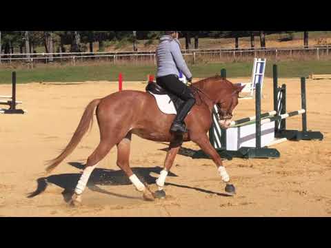Veracruz 2017 Trakehner Gelding SJ school November