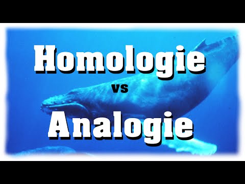 Homologie ↔ Analogie - So unterscheidest du sie!