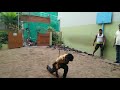 Varmakalai Gurukulam Yoga Day 2018