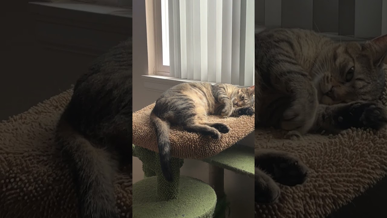 Enlarge Solara Richards, an adoptable mixed breed in Denver, CO video 6/6