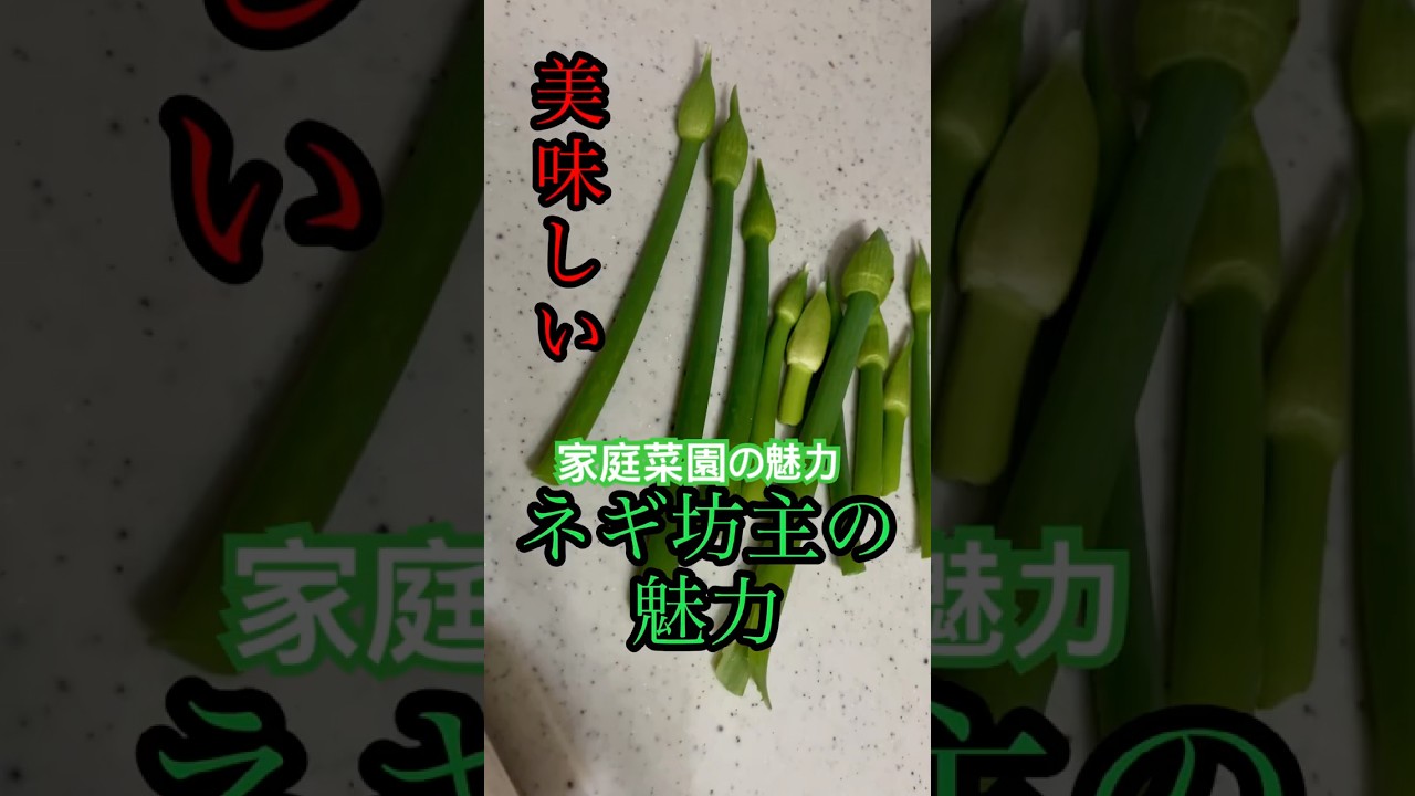 家庭菜園の魅力として、美味しいネギ坊主を食べれる