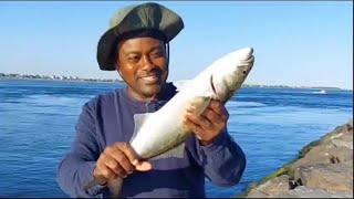 Catching Cocktail Bluefish Using Hogy Epoxy Jig! #fishing #jettyfishing
