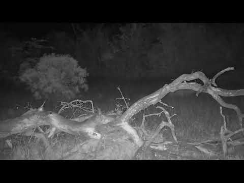 Djuma: Leopard-Molwati Male on patrol - 05:34 - 08/04/2023