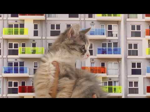 Do neutered cats spray -How to stop your cat from peeing outside the little box!