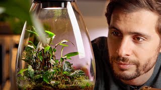 Desk TERRARIUM insane growth after only 4 months!