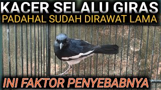 Download lagu FAKTOR PENYEBAB BURUNG KACER SELALU GIRAS PADAHAL SUDAH DIRAWAT LAMA | DR KACER mp3
