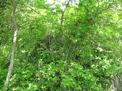 Gaggio Montano Appennino Bolognese Emilia-Romagna Italy