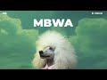 D Voice Mbwa Official Lyric Audio