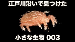 江戸川沿いの小さな生き物003（説明欄にて一部訂正）