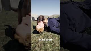 The Hero War Dog 😮