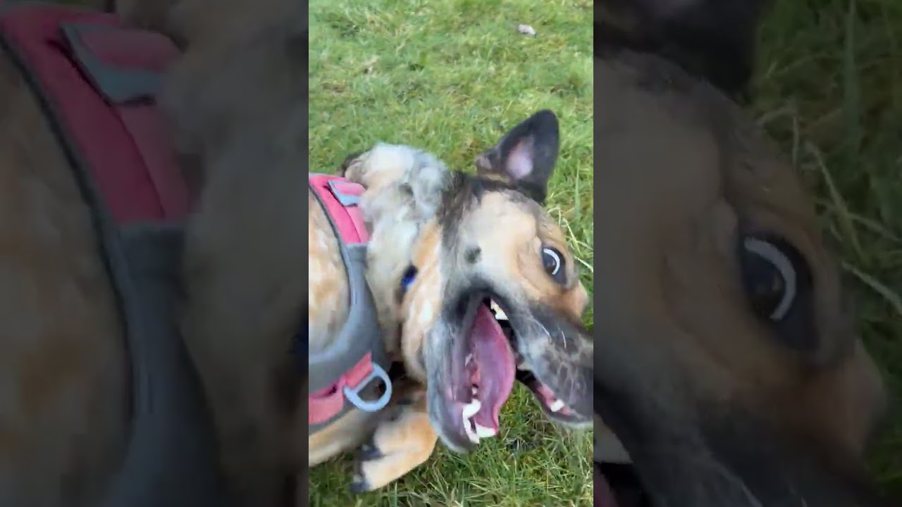 Enlarge Freya, a Adoptable mixed breed in Woodinville, WA video 6/6