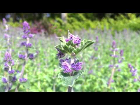 Vityazevo โรคสะเก็ดเงิน โลชั่นครีมสำหรับโรคสะเก็ดเงิน