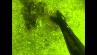 preview picture of video 'Freediving for crabs in Mukilteo'