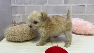 ハーフ犬の動画01
