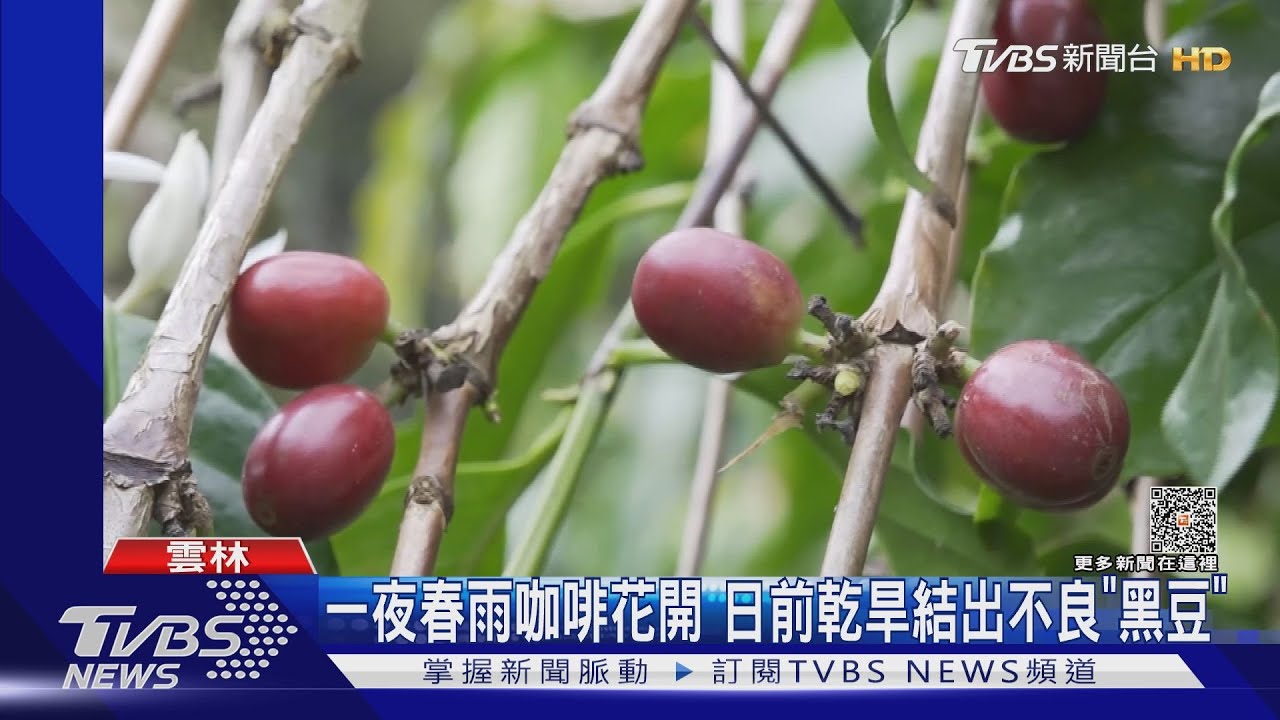 一夜春雨咖啡花開　日前乾旱結出不良「黑豆」