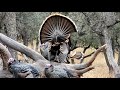 Talking Wild Turkey Enjoy The Peaceful Sights And Sounds Of Nature