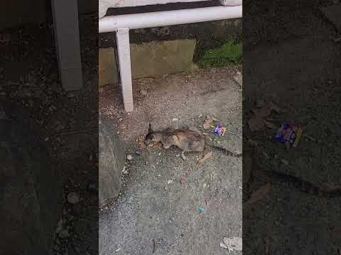 cat Feeding Time ♥️ 😻 #Subscribe to my channel &turn on notifications on All.to get updates ♥️♥️