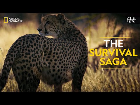 The Survival Saga | Savage Kingdom | हिन्दी | Full Episode | S3-E2 | National Geographic