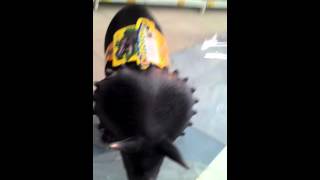 Download lagu Khalis kelate mp3